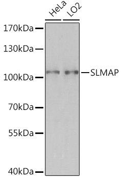 Western blot analysis of extracts of various cell lines using SLMAP Polyclonal Antibody at1:3000 dilution.