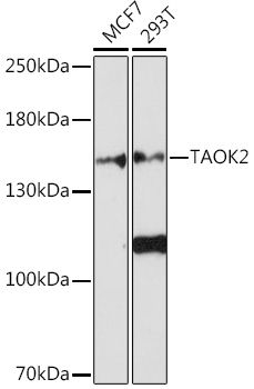 Western blot analysis of extracts of various cell lines using TAOK2 Polyclonal Antibody at1:1000 dilution.