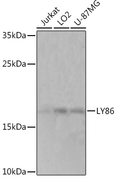 Western blot analysis of extracts of various cell lines using LY86 Polyclonal Antibody at1:1000 dilution.