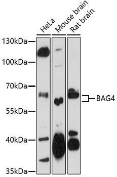 Western blot analysis of extracts of various cell lines using BAG4 Polyclonal Antibody at 1:1000 dilution.