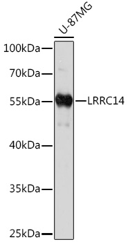 Western blot analysis of extracts of U-87MG cells using LRRC14 Polyclonal Antibody at1:1000 dilution.