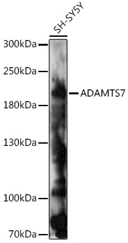 Western blot analysis of extracts of SH-SY5Y cells using ADAMTS7 Polyclonal Antibody at 1:1000 dilution.