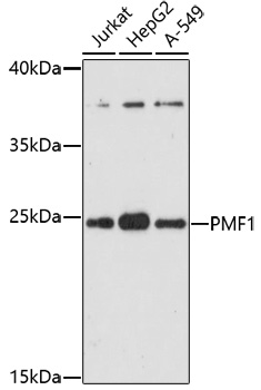 Western blot analysis of extracts of various cell lines using PMF1 Polyclonal Antibody at 1:1000 dilution.