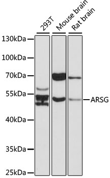 Western blot analysis of extracts of various cell lines using ARSG Polyclonal Antibody at 1:1000 dilution.