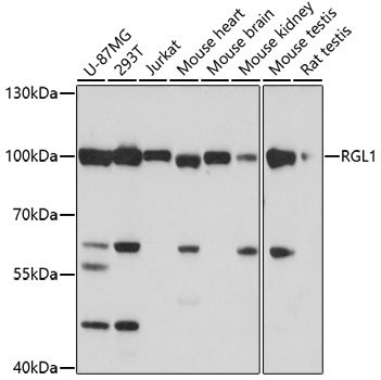 Western blot analysis of extracts of various cell lines using RGL1 Polyclonal Antibody at 1:1000 dilution.