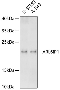 Western blot analysis of extracts of various cell lines using ARL6IP1 Polyclonal Antibody at 1:1000 dilution.