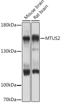 Western blot analysis of extracts of various cell lines using MTUS2 Polyclonal Antibody at1:1000 dilution.