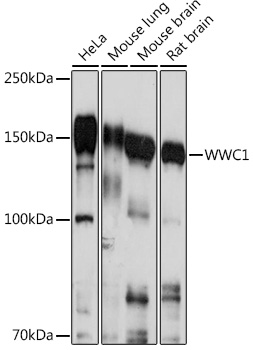 Western blot analysis of extracts of various cell lines using WWC1 Polyclonal Antibody at1:1000 dilution.