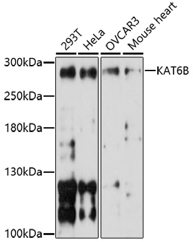 Western blot analysis of extracts of various cell lines using KAT6B Polyclonal Antibody at 1:1000 dilution.