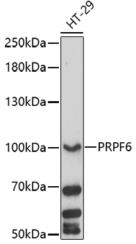 Western blot analysis of extracts of HT-29 cells using PRPF6 Polyclonal Antibody at 1:1000 dilution.