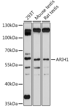 Western blot analysis of extracts of various cell lines using ARIH1 Polyclonal Antibody at 1:1000 dilution.