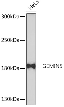 Western blot analysis of extracts of HeLa cells using GEMIN5 Polyclonal Antibody at1:1000 dilution.