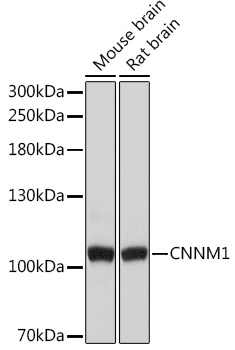 Western blot analysis of extracts of various cell lines using CNNM1 Polyclonal Antibody at1:3000 dilution.