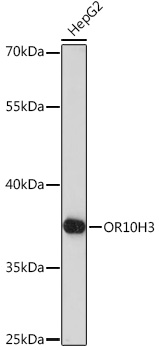 Western blot analysis of extracts of HepG2 cells using OR10H3 Polyclonal Antibody at1:1000 dilution.