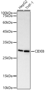 Western blot analysis of various lysates using CIDEB Polyclonal Antibody at 1:2000 dilution.