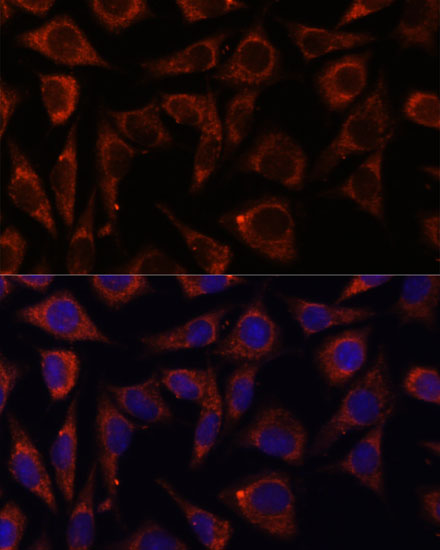 Immunofluorescence analysis of L929 cells using MRPS7 Polyclonal Antibody at dilution of 1:100. Blue: DAPI for nuclear staining.