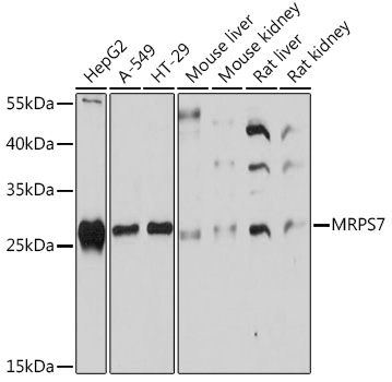 Western blot analysis of extracts of various cell lines using MRPS7 Polyclonal Antibody at1:1000 dilution.