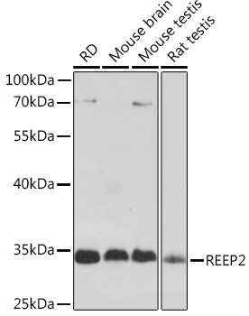 Western blot analysis of extracts of various cell lines using REEP2 Polyclonal Antibody at1:1000 dilution.