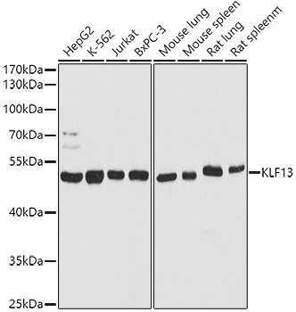 Western blot analysis of extracts of various cell lines using KLF13 Polyclonal Antibody at 1:1000 dilution.