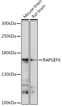 Western blot analysis of extracts of various cell lines using RAPGEF6 Polyclonal Antibody at1:1000 dilution.