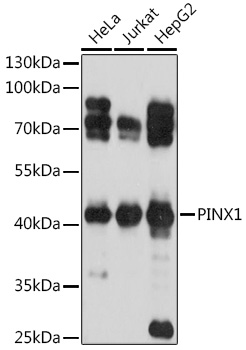 Western blot analysis of extracts of various cell lines using PINX1 Polyclonal Antibody at 1:1000 dilution.