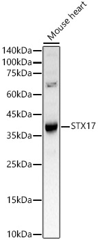 Western blot analysis of Mouse heart using STX17 Polyclonal Antibody at 1:1000 dilution.