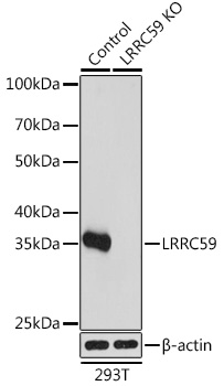 Western blot analysis of extracts from normal (control) and LRRC59 knockout (KO) 293T cells, using LRRC59 Polyclonal Antibody at 1:1000 dilution.