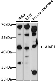 Western blot analysis of extracts of various cell lines using AJAP1 Polyclonal Antibody at 1:1000 dilution.