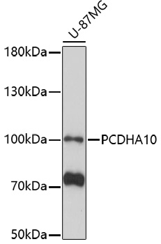 Western blot analysis of extracts of U-87MG cells using PCDHA10 Polyclonal Antibody at 1:1000 dilution.