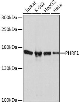 Western blot analysis of extracts of various cell lines using PHRF1 Polyclonal Antibody at1:1000 dilution.