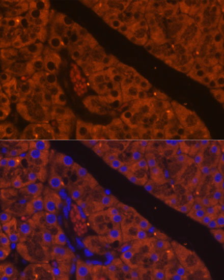 Immunofluorescence analysis of mouse pancreas using CELA2A Polyclonal Antibody at dilution of 1:100. Blue: DAPI for nuclear staining.