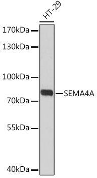 Western blot analysis of extracts of HT-29 cells using SEMA4A Polyclonal Antibody at1:3000 dilution.