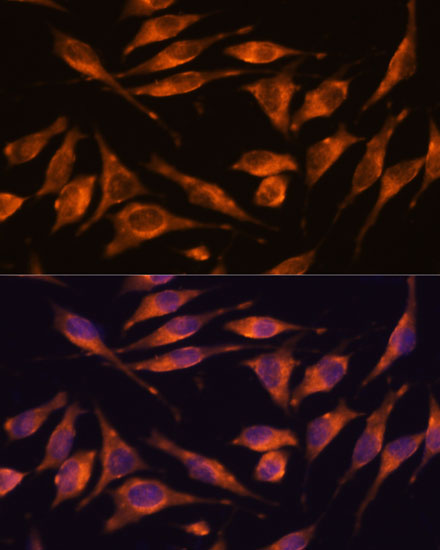 Immunofluorescence analysis of L929 cells using NXN Polyclonal Antibody at dilution of 1:100. Blue: DAPI for nuclear staining.