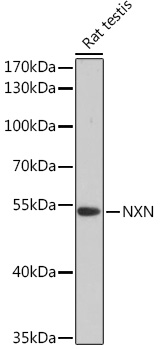 Western blot analysis of extracts of Rat testis using NXN Polyclonal Antibody at 1:3000 dilution.