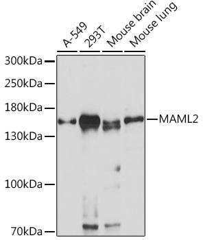 Western blot analysis of extracts of various cell lines using MAML2 Polyclonal Antibody at1:1000 dilution.