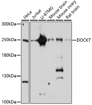 Western blot analysis of extracts of various cell lines using DOCK7 Polyclonal Antibody at 1:1000 dilution.