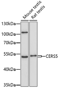 Western blot analysis of extracts of various cell lines using CERS5 Polyclonal Antibody at 1:1000 dilution.