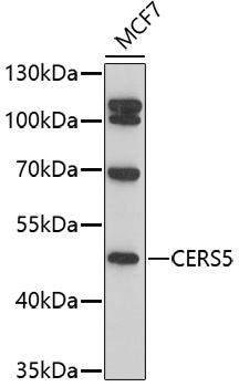 Western blot analysis of extracts of MCF7 cells using CERS5 Polyclonal Antibody at 1:1000 dilution.