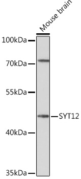 Western blot analysis of extracts of Mouse brain using SYT12 Polyclonal Antibody at1:1000 dilution.