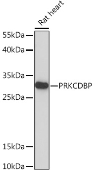 Western blot analysis of extracts of Rat heart using PRKCDBP Polyclonal Antibody at 1:1000 dilution.