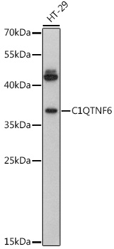 Western blot analysis of extracts of HT-29 cells using C1QTNF6 Polyclonal Antibody at 1:3000 dilution.