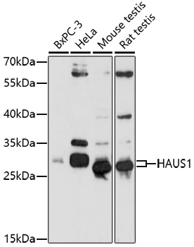 Western blot analysis of extracts of various cell lines using HAUS1 Polyclonal Antibody at 1:1000 dilution.