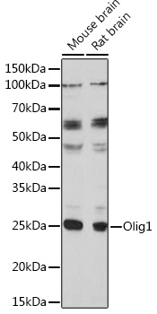 Western blot analysis of extracts of various cell lines using Olig1 Polyclonal Antibody at 1:1000 dilution.