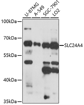 Western blot analysis of extracts of various cell lines using SLC24A4 Polyclonal Antibody at 1:1000 dilution.