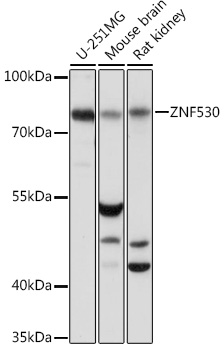 Western blot analysis of extracts of various cell lines using ZNF530 Polyclonal Antibody at1:1000 dilution.