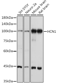 Western blot analysis of extracts of various cell lines using HCN1 Polyclonal Antibody at 1:1000 dilution.