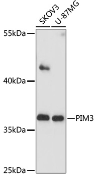 Western blot analysis of extracts of various cells using PIM3 Polyclonal Antibody at 1:1000 dilution.