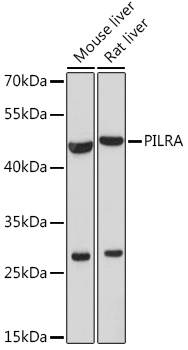 Western blot analysis of extracts of various cell lines using PILRA Polyclonal Antibody at1:1000 dilution.