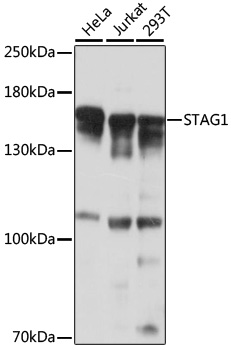 Western blot analysis of extracts of various cell lines using STAG1 Polyclonal Antibody at 1:1000 dilution.