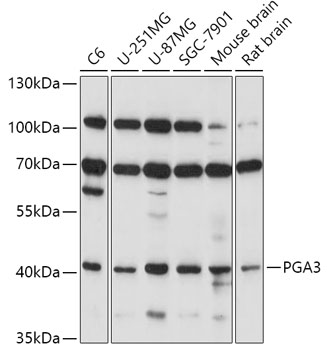 Western blot analysis of extracts of various cell lines using PGA3 Polyclonal Antibody at 1:1000 dilution.